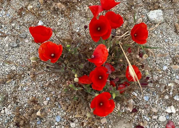 Baetylus Appartement *